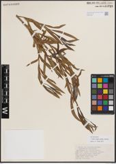 Foto von Salix exigua subsp. interior (Rowlee) Cronquist